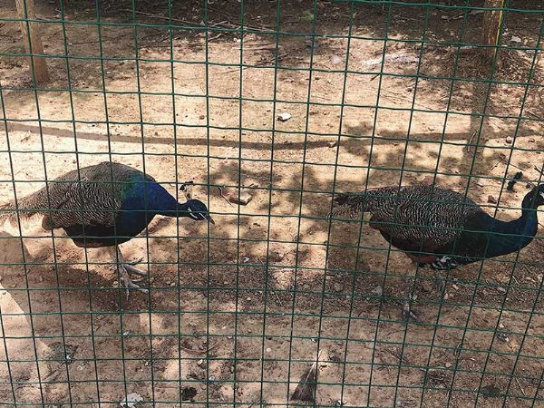 山东天朗环保后花园